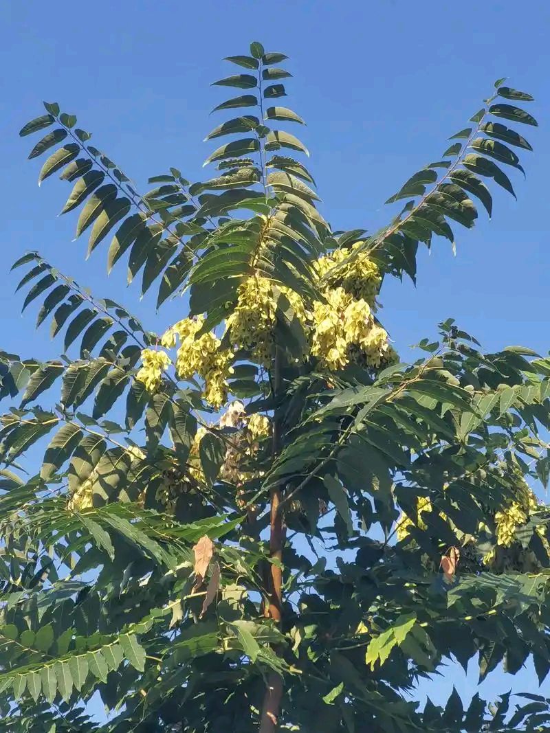 椿/齐铁林（图2）