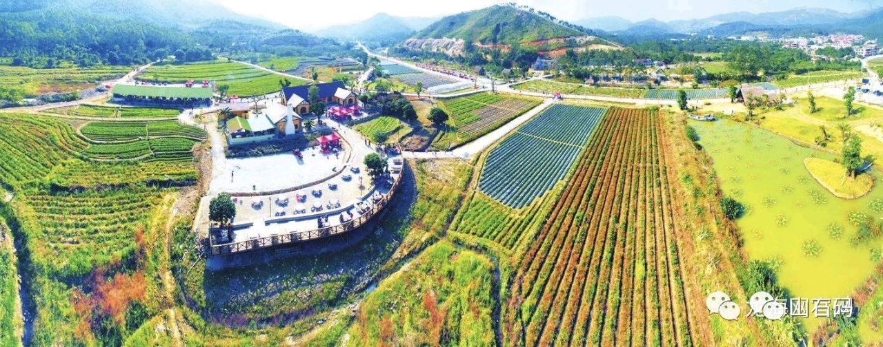 美仑美奂 '盛唐'的'双第'/梧闽（图50）