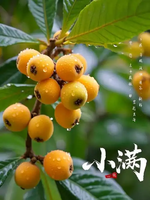 小满||巴彦诗协【1150】（图5）