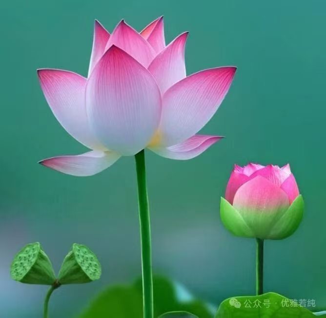 小满（1）