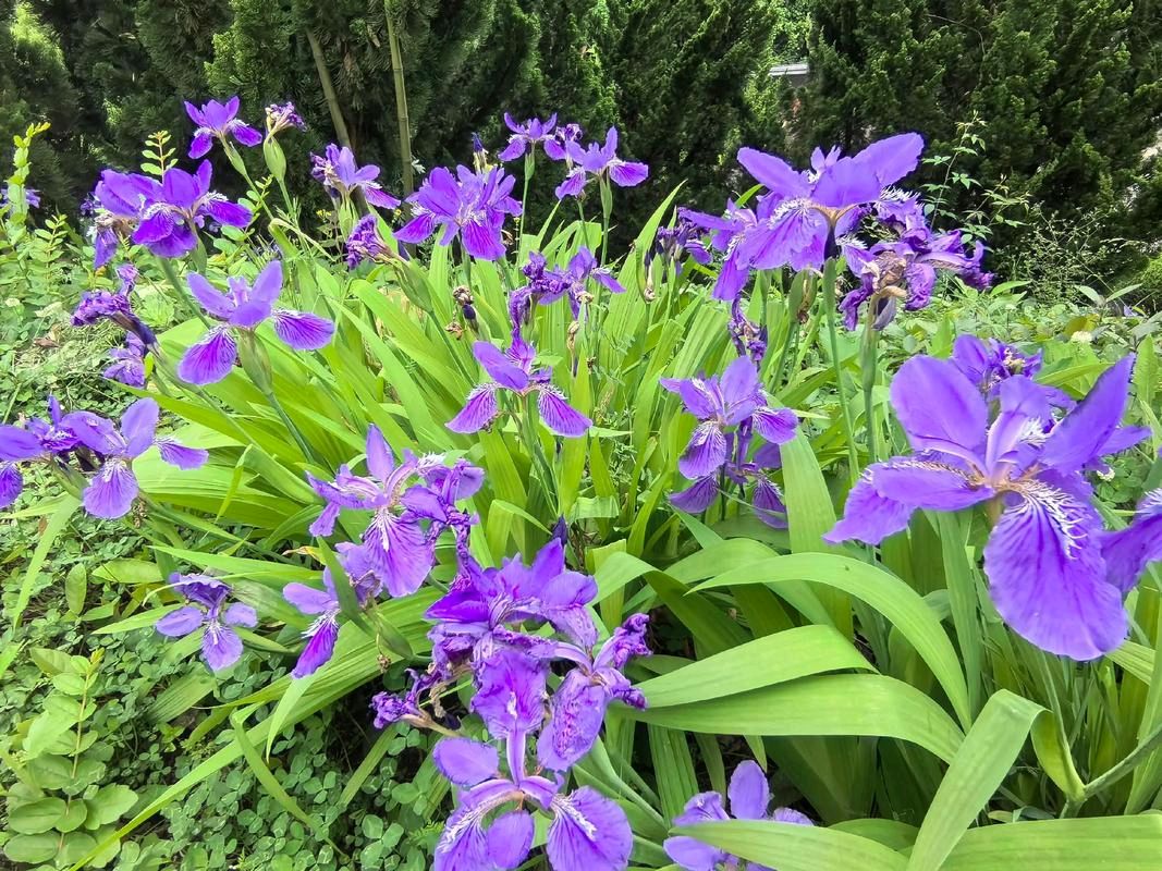 【明心文学】水川/百花争艳组诗（二十五）七律四首 主播/薇薇（图2）