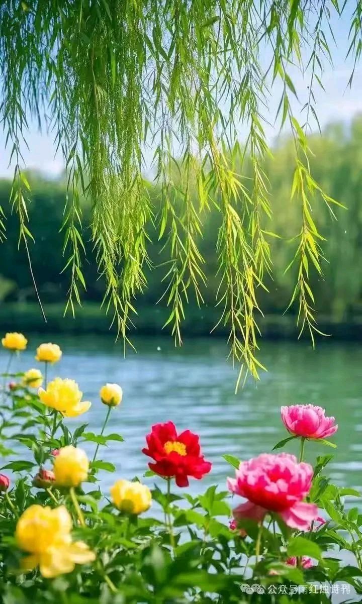 淡若清茶‖醉花阴•红杏‖文/唐增虎