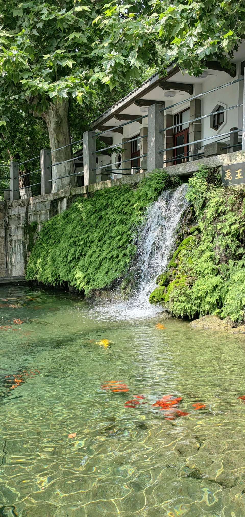 禹王池塘观鱼（图4）