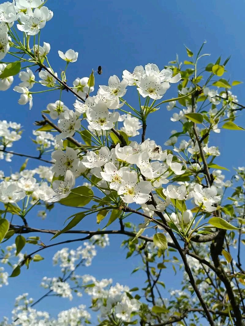 《杂诗十首》文/李俊英——河北