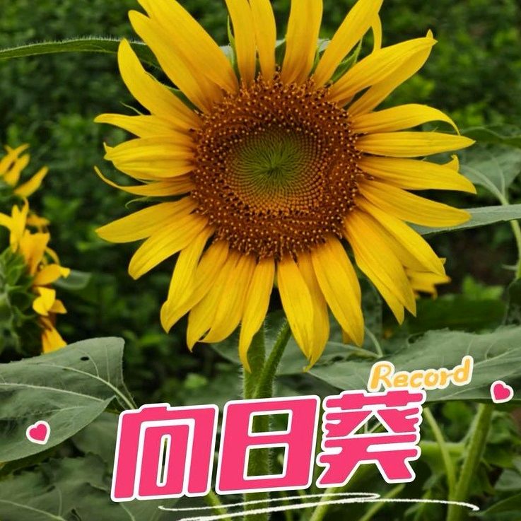 【隆重推出】《向日葵》作者 洪刚 ‖ 主播 林静（图3）