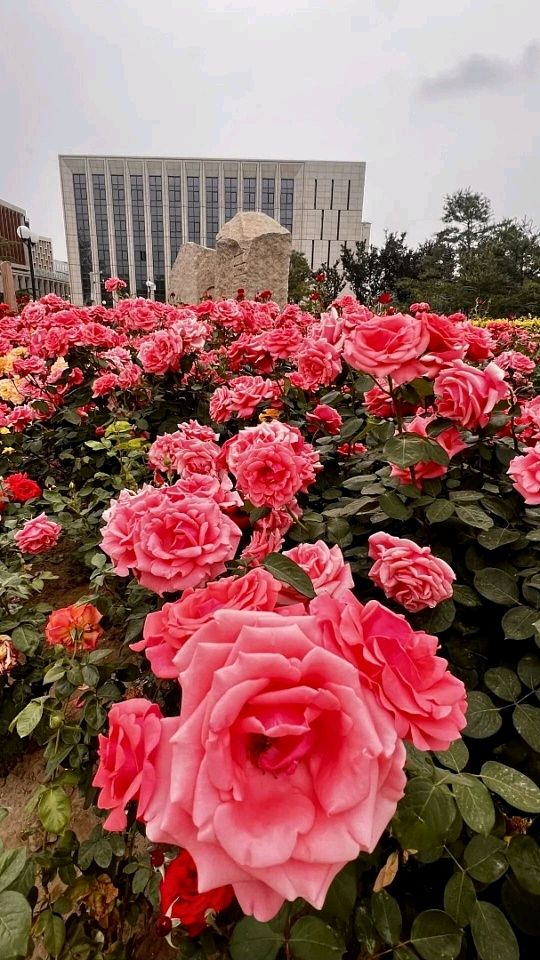 【都市头条向幸福出发编辑部】第15767期 处世碎语 华侬农（上官）（图4）