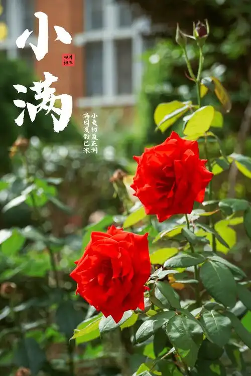 【老丫文苑】张国盛//五绝 初夏日朝斜//（广东）（图3）
