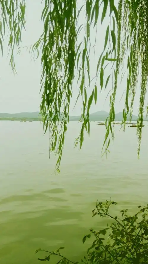 夏柳 作者:陈光宇（图4）