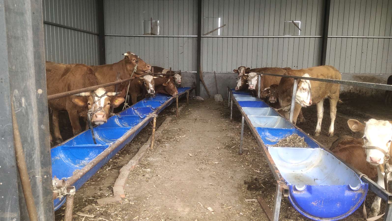实地调研肉牛养殖 帮扶助力农户增收（图5）