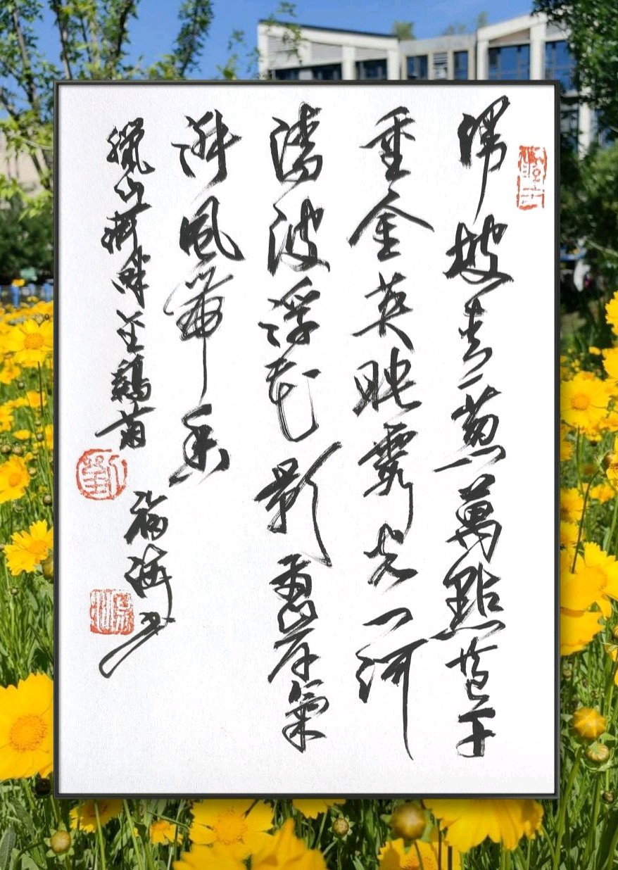 河畔金鸡菊