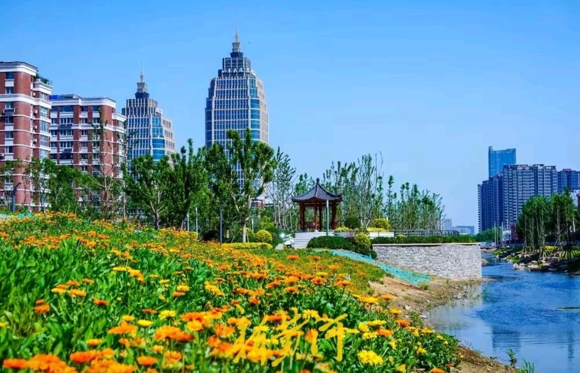 河畔金鸡菊（图2）