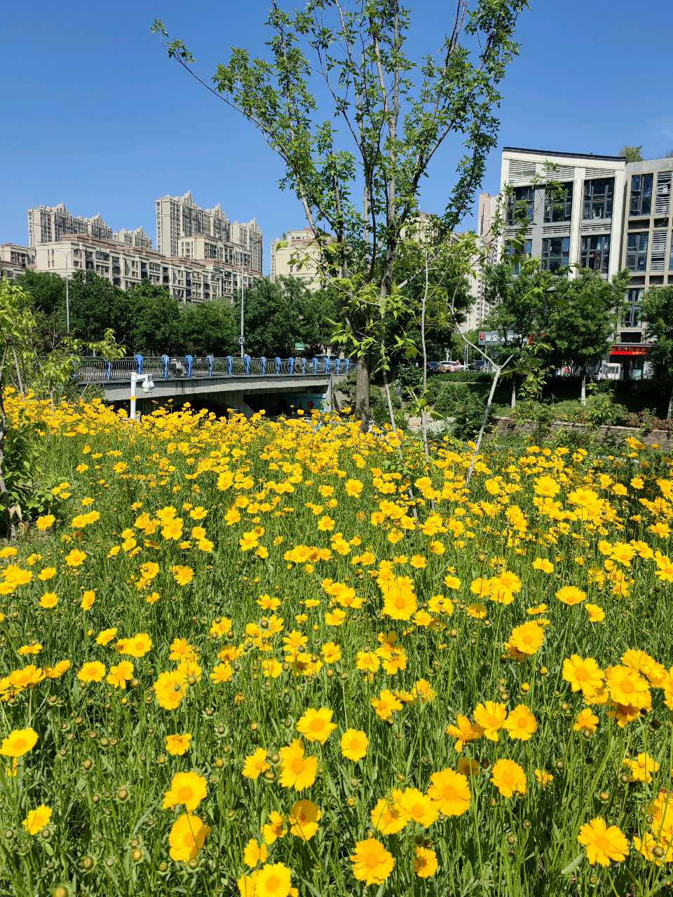 河畔金鸡菊（图5）