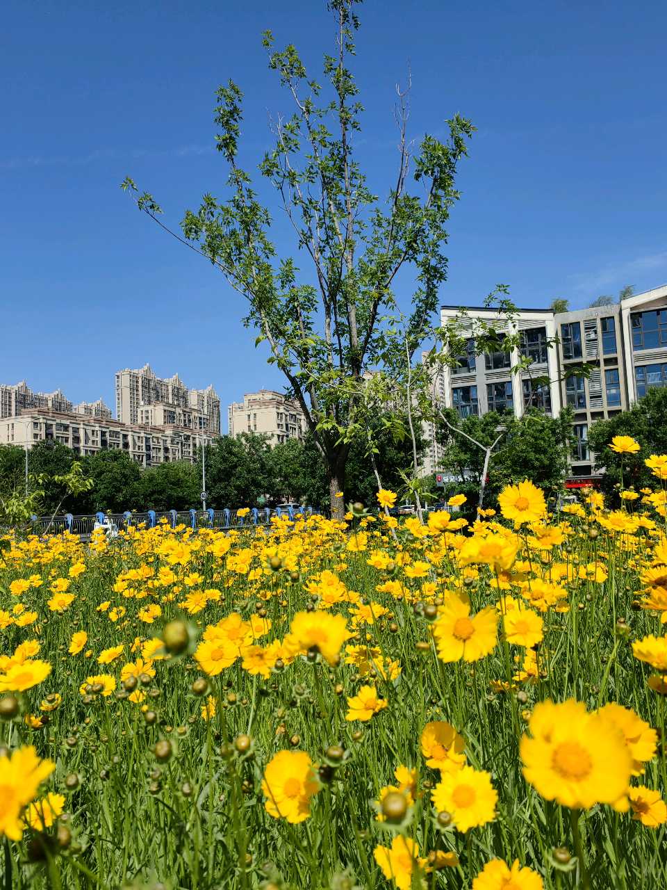 河畔金鸡菊（图7）