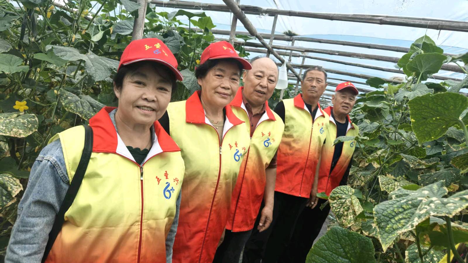 黄瓜丰产市价低迷 志愿相助纾解农忧