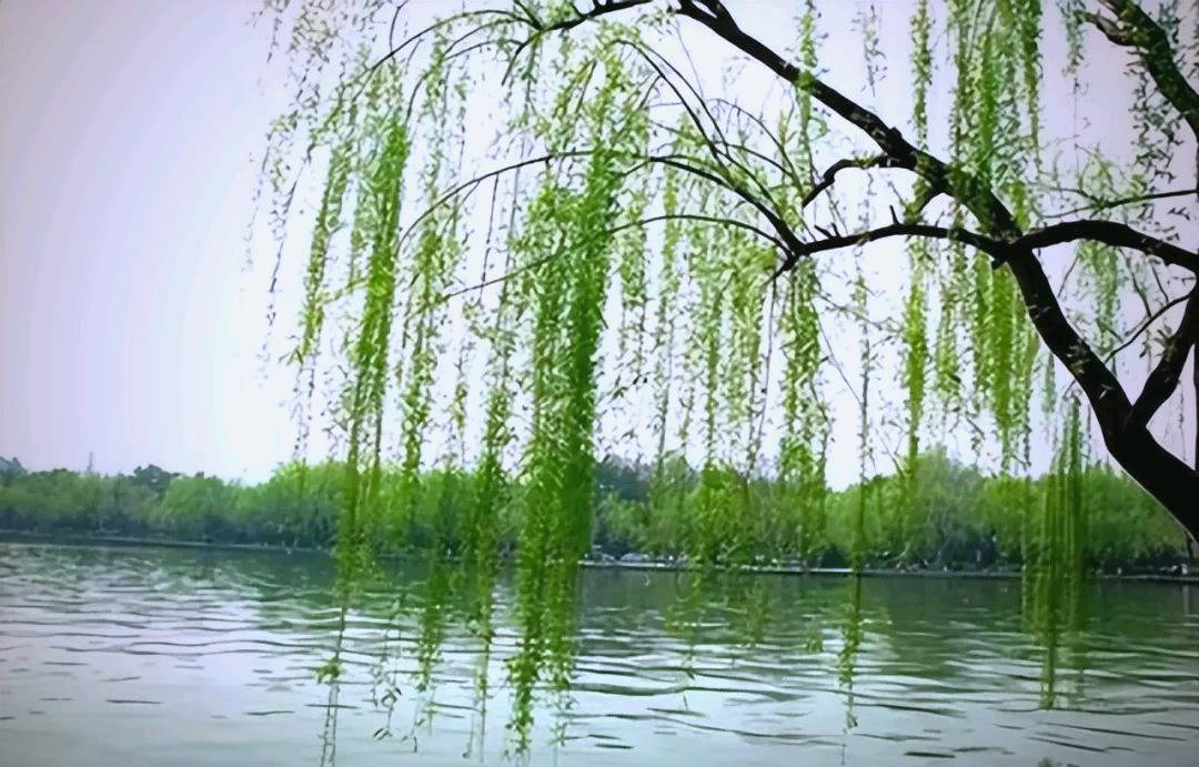卫水洲的《过度精明，反成负累，真诚才是一生的底牌》