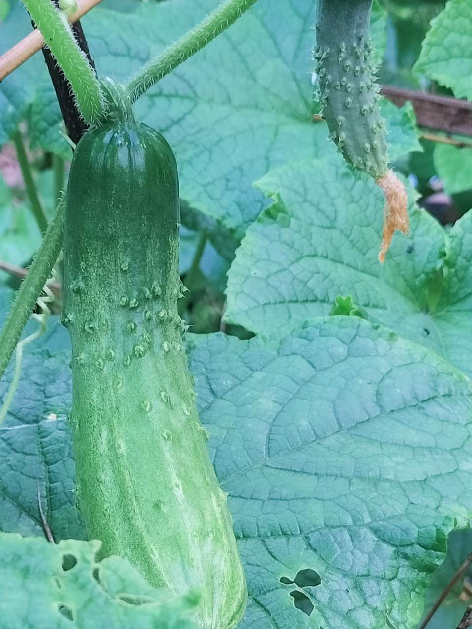 洪新爱社长散文欣赏：种菜修心养性（图3）
