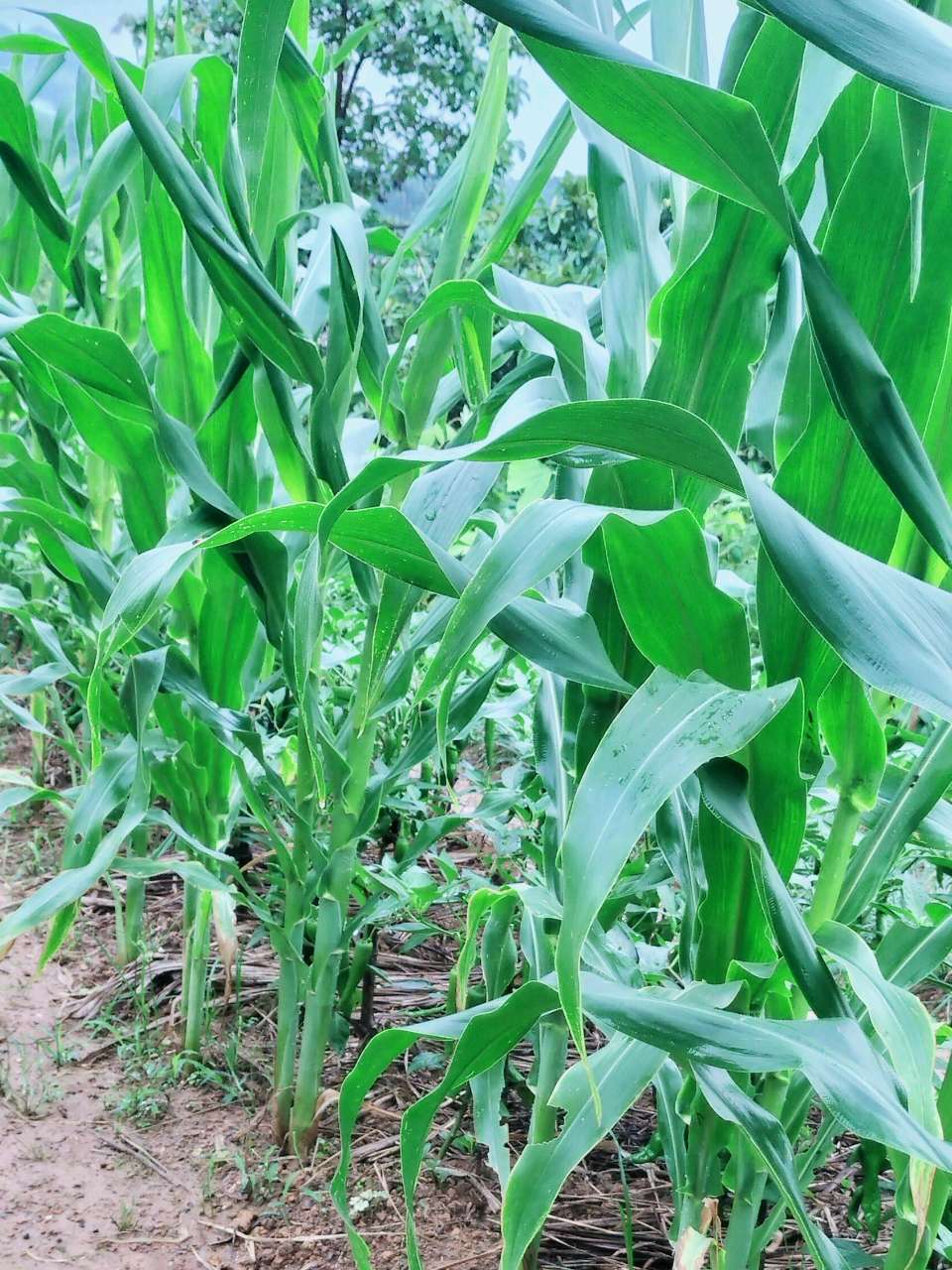 洪新爱社长散文欣赏：种菜修心养性（图7）