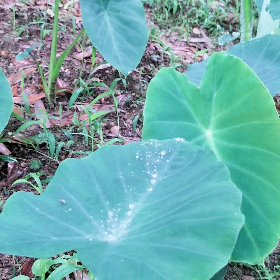 洪新爱社长散文欣赏：种菜修心养性（图13）