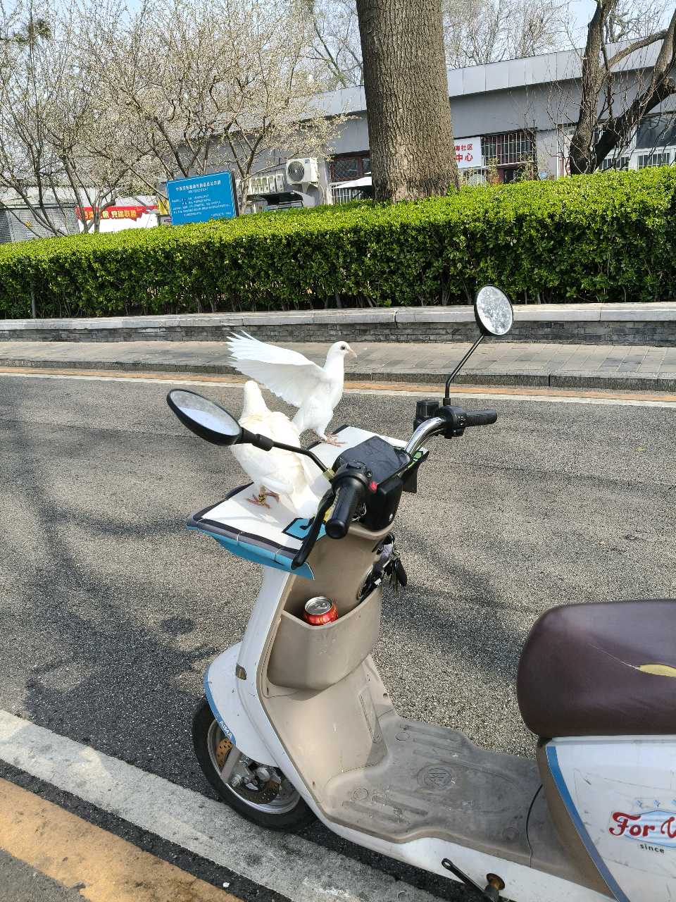 【九月茶韵文学诗社】刘林丽诗歌作品200期《深深的恋着你》合诵/ 友友/小丽花 编辑制作/刘林丽（图6）