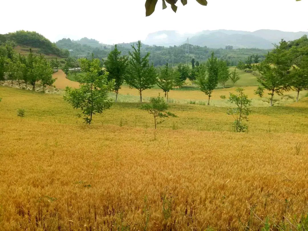 【燕赵文学】诗歌：孟夏的雨（另一首）（河北/笑青）