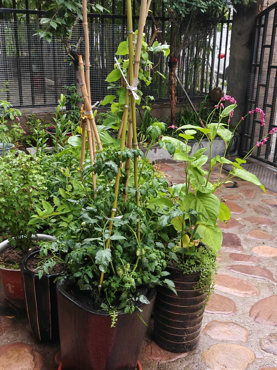 【燕赵文学】诗歌：孟夏的雨（另一首）（河北/笑青）（图2）