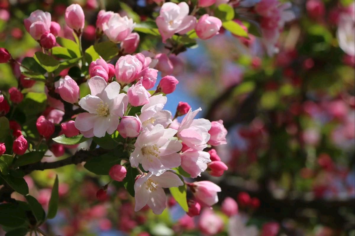 【明心文学】水川/百花争艳组诗（二十六）七律四首 主播/云雾（图3）