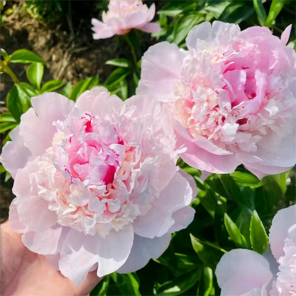 满庭芳《咏芍药》 作者：梁正明（重庆）（图6）