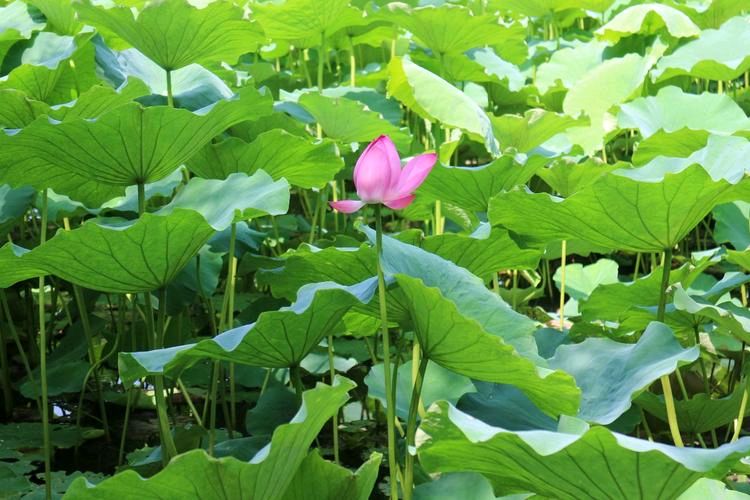 曲江文学社诗刊第312期（律校第66期共94首）‖终审：小淘气 刘爽英 泽牛（图6）