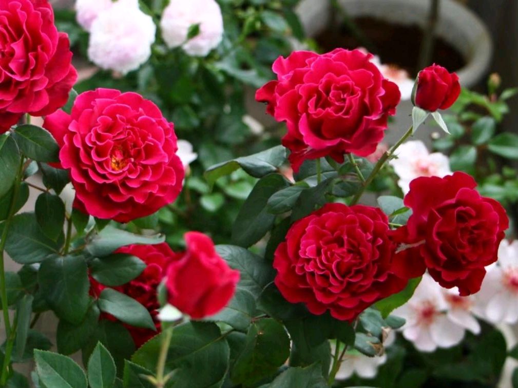 【程玉常】北京的芬芳（图3）