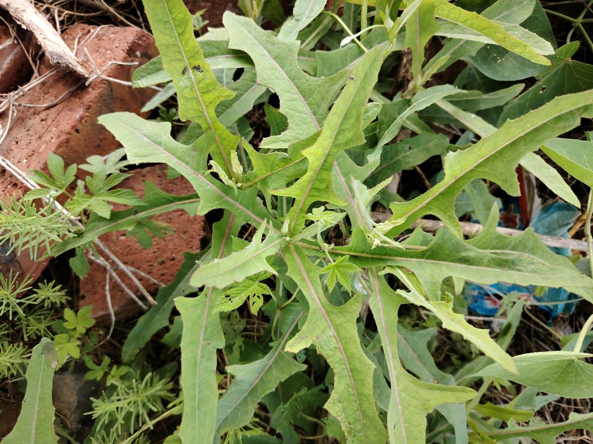 【都市头条向幸福出发编辑部】第15810期 读《感砖缝野菜》有感 文/苌彦凤