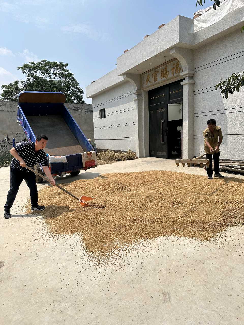 深耕三夏一线 护航麦粒归仓——平顶山市市场监管局驻天成洼村王亚杰助力夏收保丰收（图4）