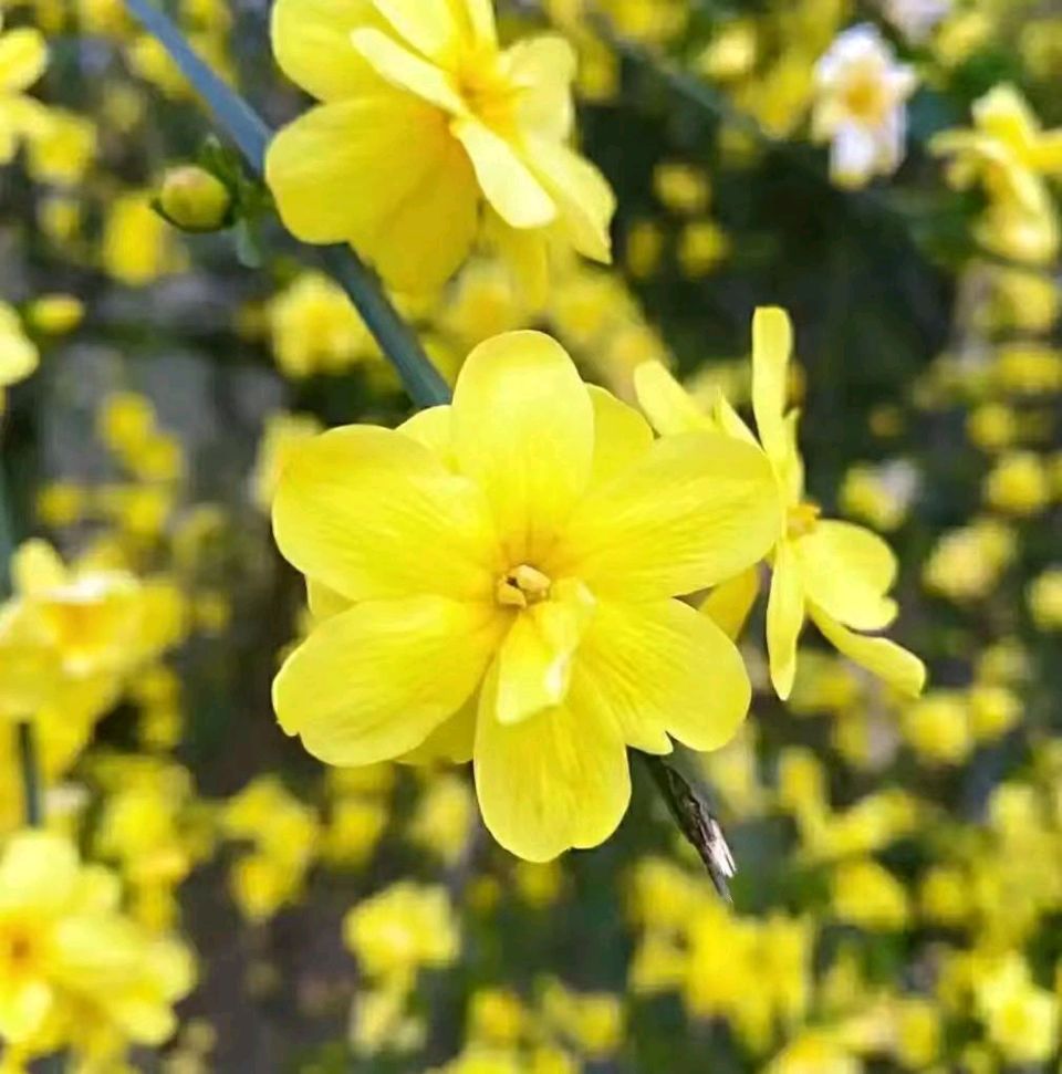 【诗生活】古韵飘香第325期：看图写诗（图8）