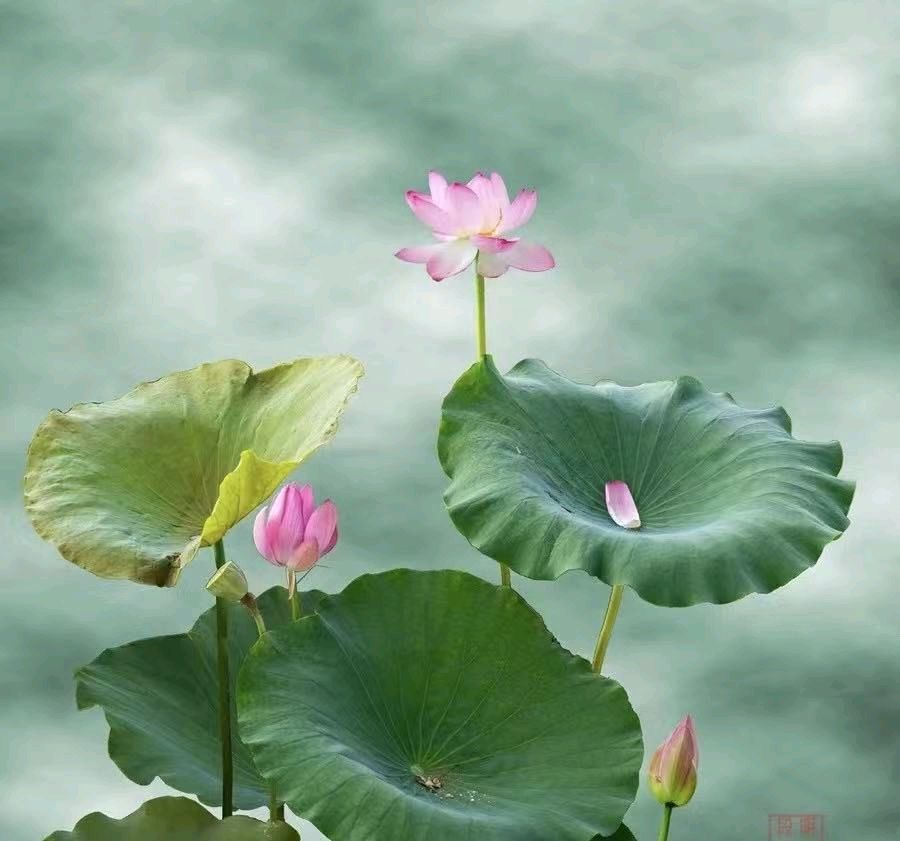 【诗生活】古韵飘香第325期：看图写诗（图10）