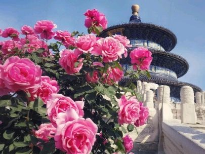 【一丹诵读】北京的芬芳（图2）