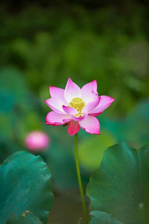 《齐鲁风文学》推介王明松《浣溪沙组词 夏花自芬芳》请赏正（图5）
