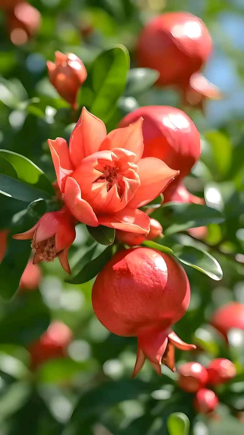 《齐鲁风文学》推介王明松《浣溪沙组词 夏花自芬芳》请赏正（图7）