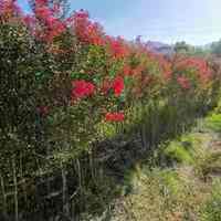 《齐鲁风文学》推介王明松《浣溪沙组词 夏花自芬芳》请赏正（图15）