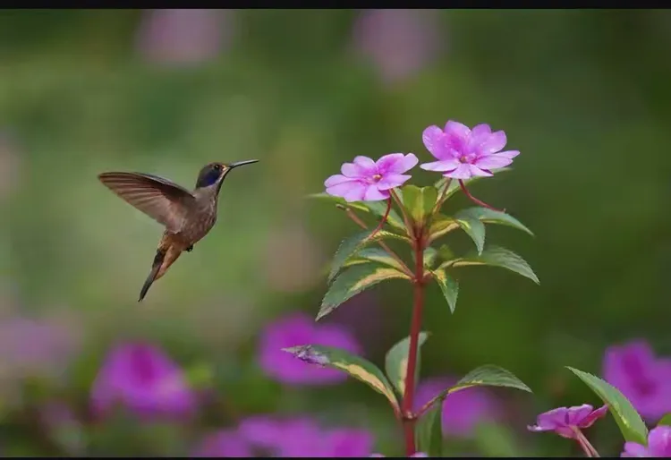 《忆童年诗词小辑》联机全球发布叶子青青作品欣赏(图6)