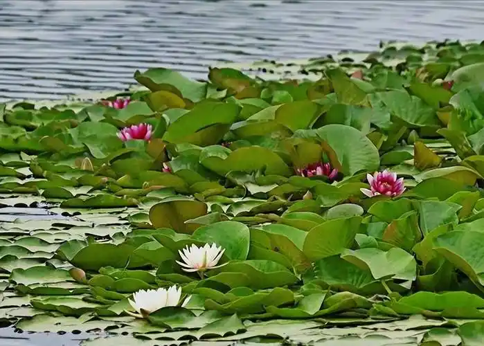 荐赏许日辉/七绝《丙午孟夏时节抒怀》十二首‖逸风文苑∽广州头条（图3）