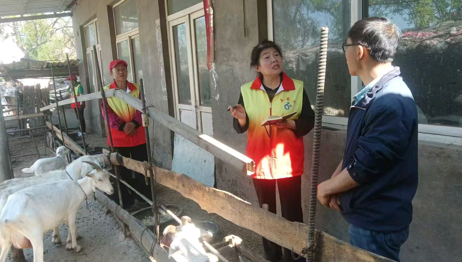 志愿走访奶山羊场 贴心助农办实事（图3）