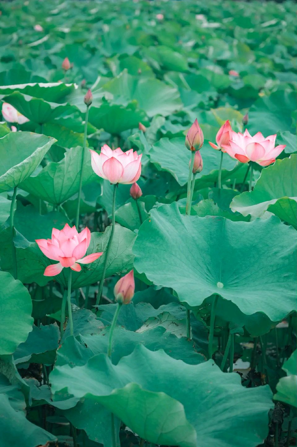 【神州源流诗苑】第1499期佳词周刊(图10)