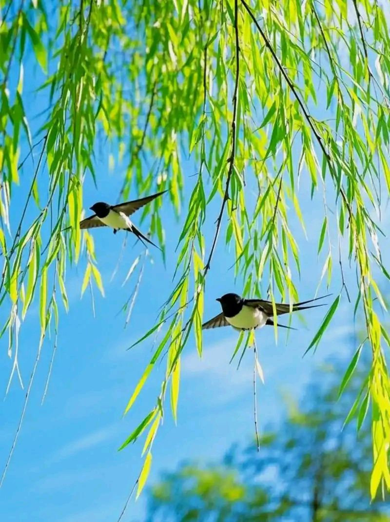 对句练习（63）||巴彦诗协【1159】（图2）