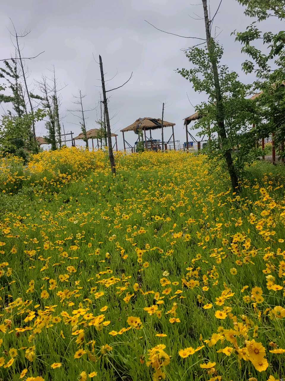 漫野金鸡菊（图8）