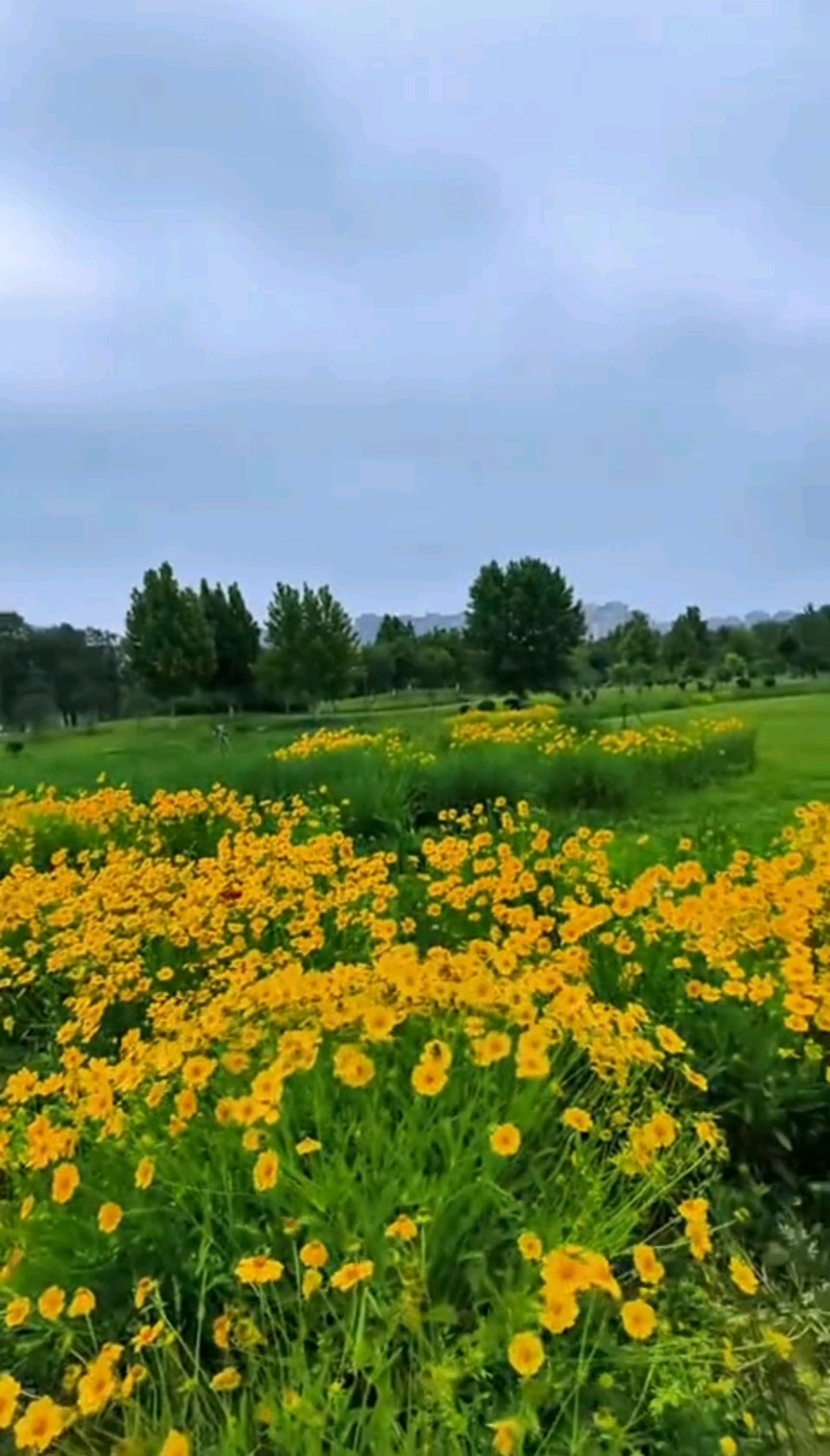 漫野金鸡菊（图4）