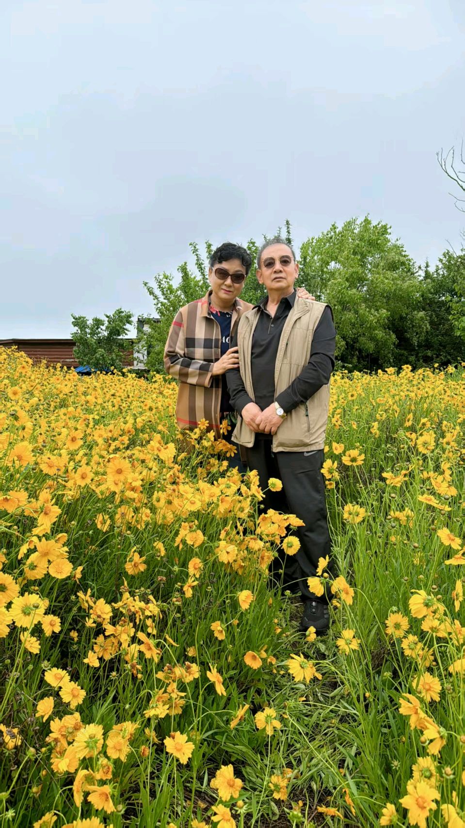 漫野金鸡菊（图10）