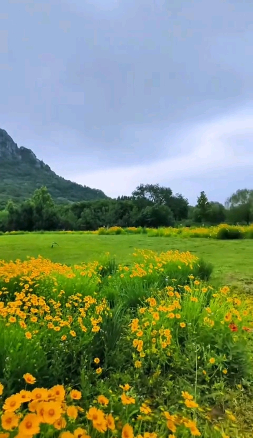 漫野金鸡菊（图3）