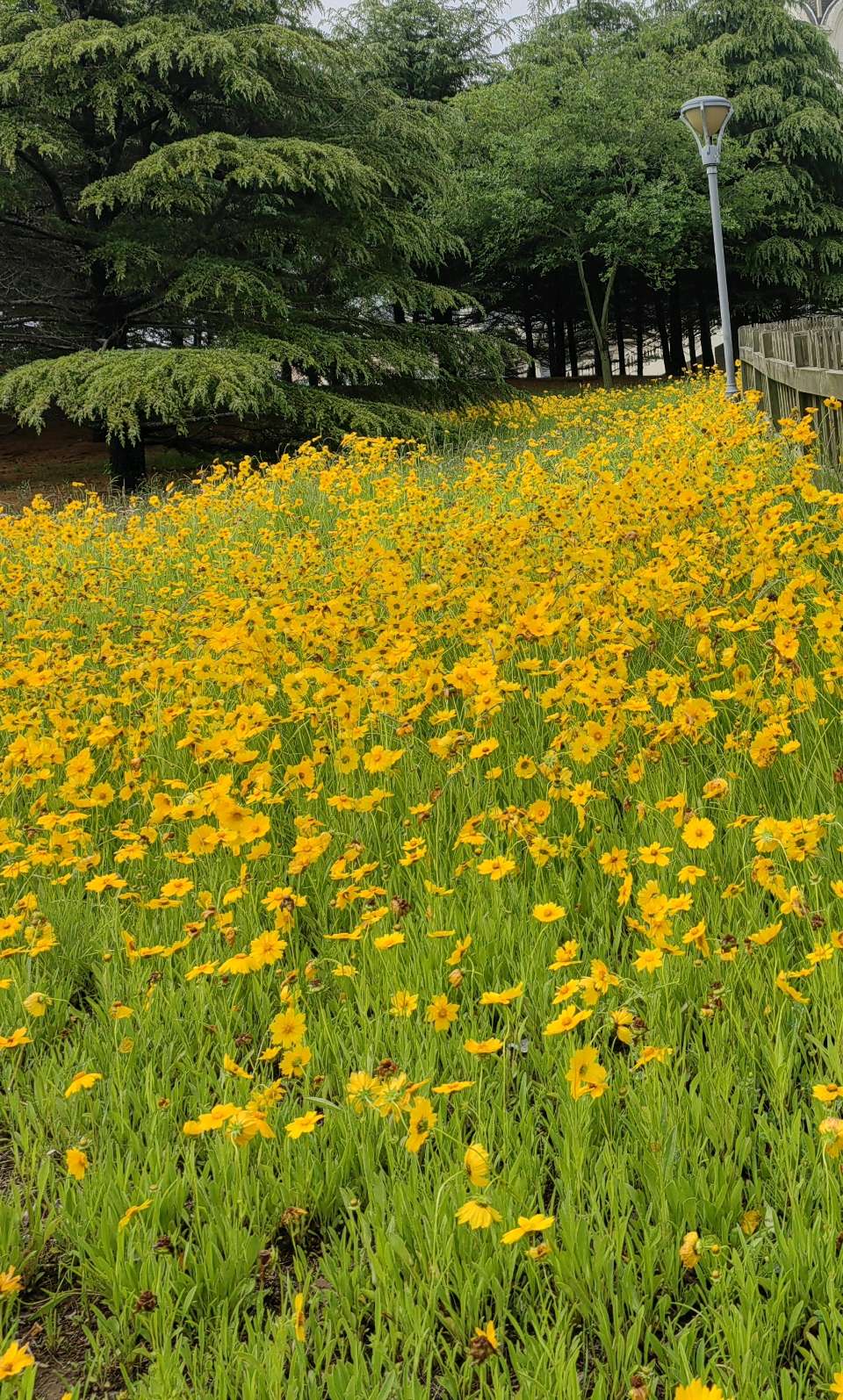 漫野金鸡菊（图9）