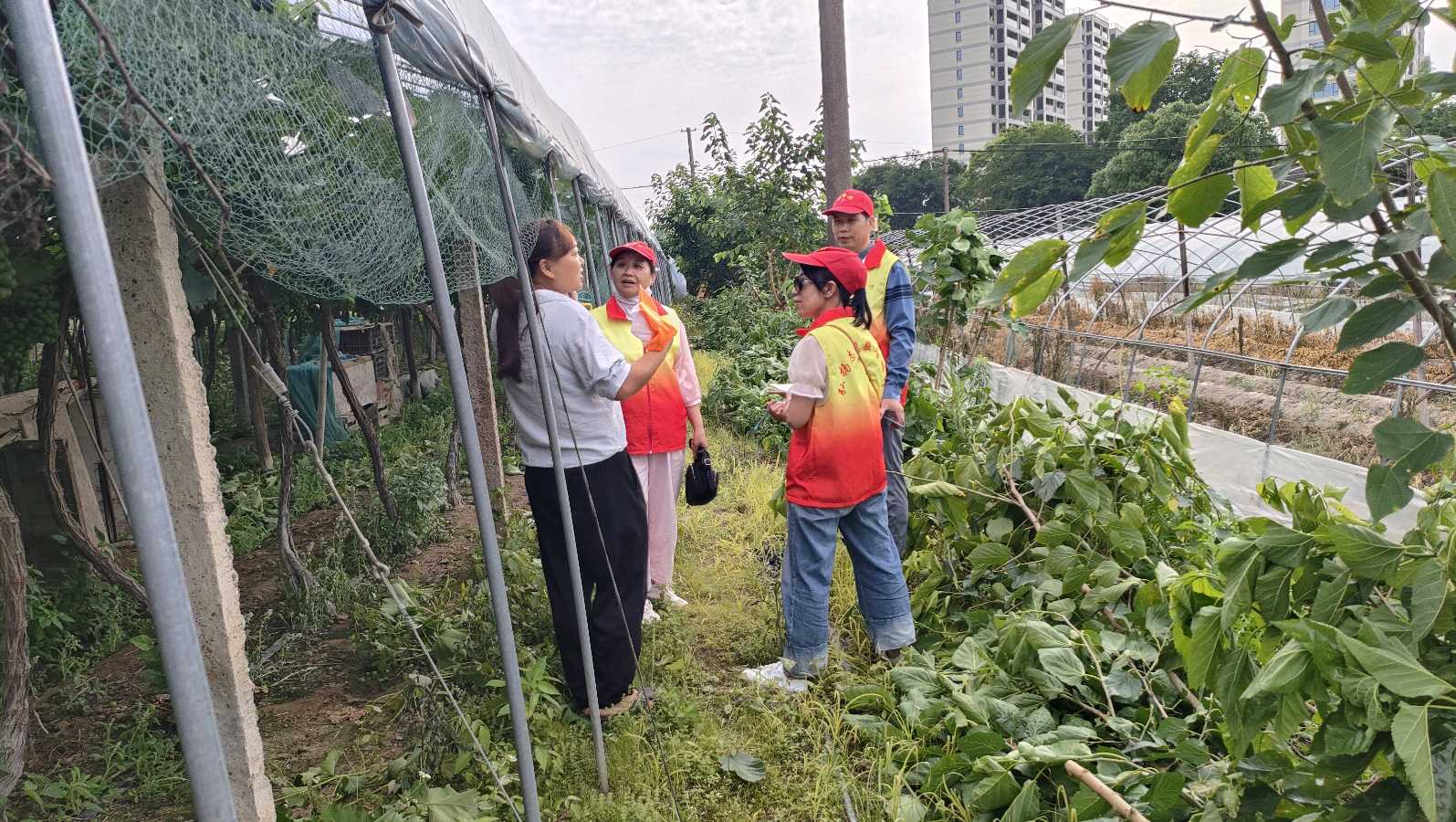 走访田间察实情 志愿赋能产业兴（图3）