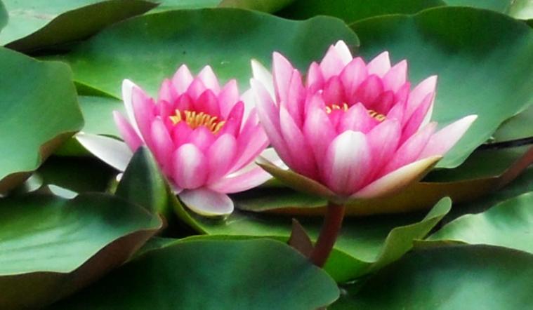 【打油随吟一首】 张泉河（图2）