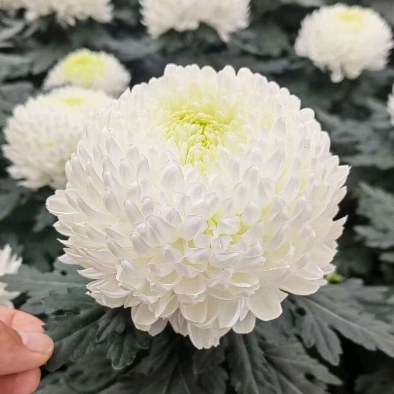【组诗】弥育乾七绝 八首（陕西澄城）（图9）